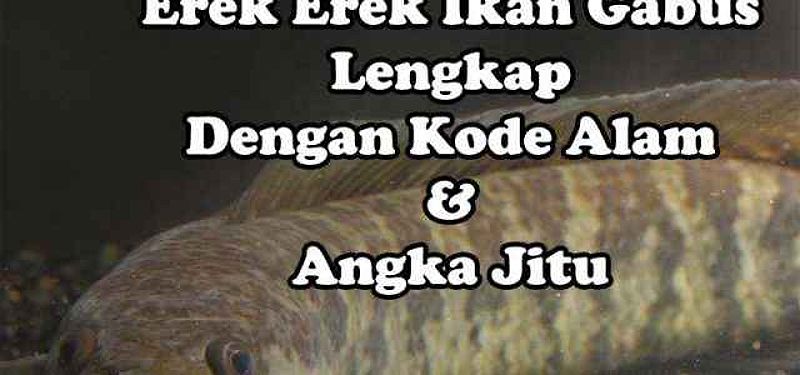 Erek Erek Ikan Gabus Lengkap, Kode Alam Dan Angka Jitu