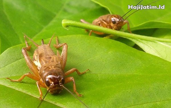 Kode Alam dan Arti Mimpi Mendengar Suara Jangkrik